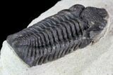 Bargain, Austerops Trilobite - Ofaten, Morocco #110643-4